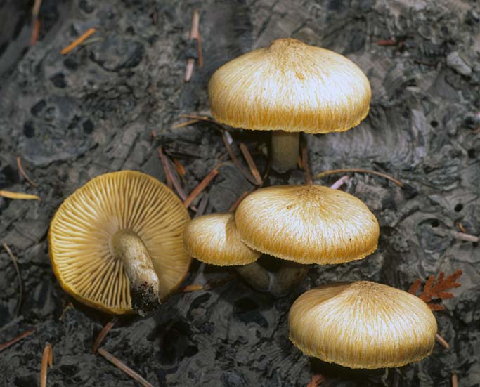 Tricholomopsis bella